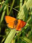 Lycaena dispar (m)