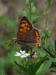 Lycaena phlaeas (f)