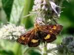 Pyrausta aurata 24.07.2007 Pieniny
