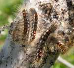 KUPR�WKA RUDNICA - euproctis chrysorrhoea