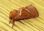Triodia sylvina(kr�tkow�s le�ny)