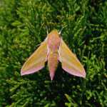 Zmierzchnik g�adysz podczas opalania