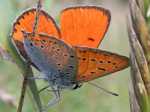 CZERWO�CZYK NIEPAREK - lycaena dispar