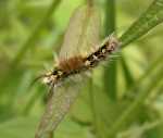 Laelia coenosa czyli Szczotecznica kociwka (Lymantriidae) -do rzadko spotykany gatunek.