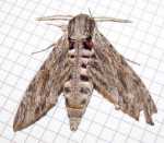 nie wiem co to za motyl...