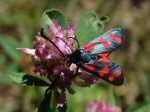 Zygaena filipendulae