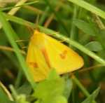 Nied�wiedzi�wka jastrz�bica - Marzym��dka pajacyk (Diacrisia sannio)