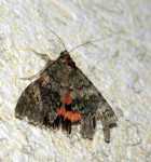 B�sica kwietni�wka