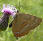 PAZIK BRZOZOWIEC - thecla betulae