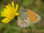 Coenonympha pamphilus