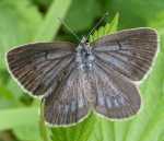 MODRASZEK TELEJUS - maculinea teleinus (SAMICA)