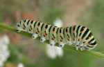 PA� KR�LOWEJ - papilio machaon