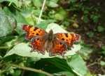 Polygonia c-album