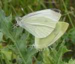 BIELINEK RZEPNIK - pieris rapae