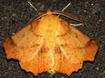 Ennomos autumnaria - Latalec jesieniak