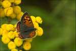 czerwo�czyk �arek Lycaena phlaeas  (=Lycaena phlaeoides)   (Linnaeus, 1761)