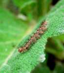 Pi�kna.....ale bestia.