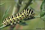 Pa krlowej - Papilio machaon   Linnaeus, 1758