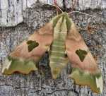 NASTROSZ LIPOWIEC - mimas tiliae