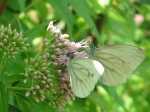 Pieris_napi