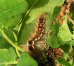 KUPR�WKA RUDNICA - euproctis chrysorrhoea