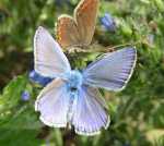 POSU� SI� KOCHANIE JA TE� CHC� MIE� TROSZK� �WAT�A!  MODRASZEK IKAR - polyommatus icarus