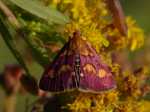 Pyrausta purpuralis