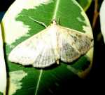 Boczanka br�zowianka [�ac. Pleuroptya ruralis]