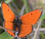 CZERWO�CZYK NIEPAREK - lycaena dispar