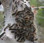 BARCZATKA KATAKS -eriogaster catax