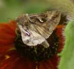 B�yszczka jarzyn�wka