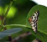 Przezierka pokrzywianka