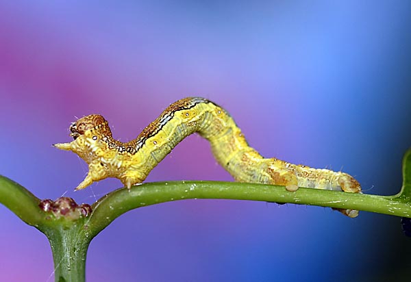 Kole�anka z parku 2