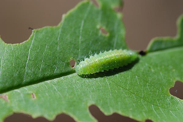 zielona pi�kno��