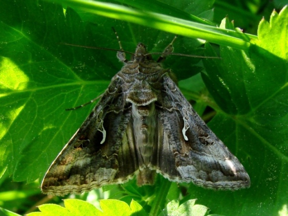 Autographa gamma 19.05.2007 Pieniny