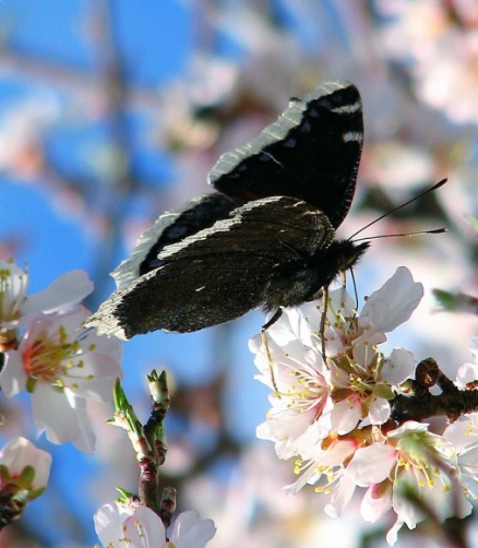 Rusałka żałobnik - Nymphails antiopa Rusałka żałobnik - Nymphails antiopa