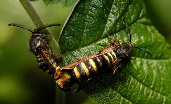 Dwa przezierniki Dwa przezierniki