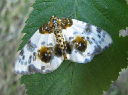 Nocny czy dzienny? Nocny czy dzienny?