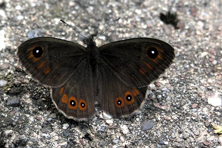 nie posiadam literatury z tym motylkiem nie posiadam literatury z tym motylkiem