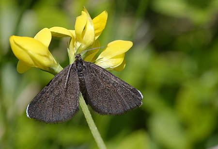 nie potrafię określić co to nie potrafię określić co to