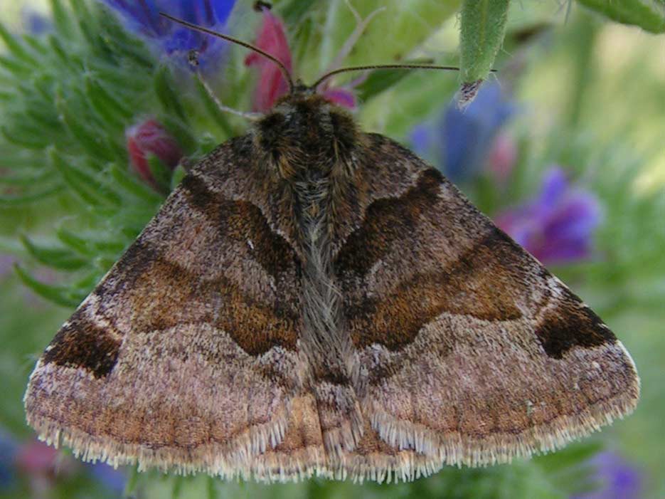 WYGŁOBA KONICZKÓWKA -ectypa glyphica WYGŁOBA KONICZKÓWKA -ectypa glyphica