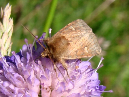 Lasionycta imbecilla 22.06.2007 Pieniny