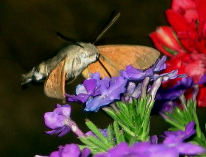 Co� takiego lata na moim balkonie - mo�e kto� wie co to?