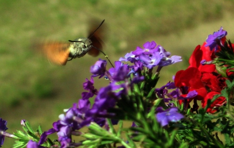 A ten sam owad tylko w czasie rannego "śniadańka" A ten sam owad tylko w czasie rannego "śniadańka"