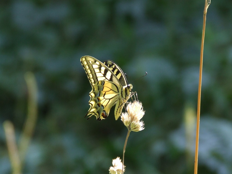 Papilio machaon