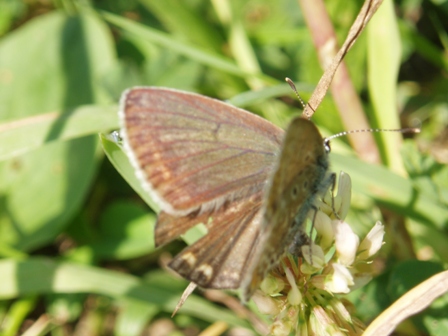 Co to za gatunek ? Co to za gatunek ?