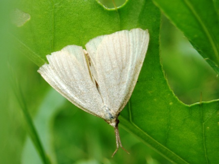 Co to za gatunek ? Co to za gatunek ?