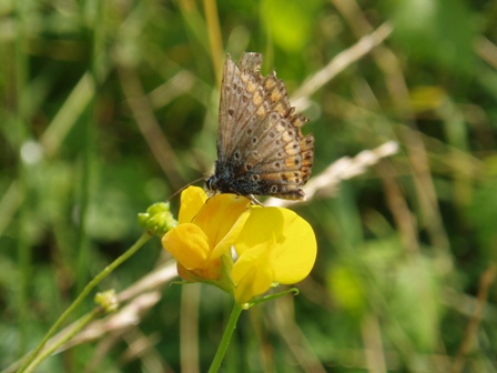 Co to za gatunek ? Co to za gatunek ?