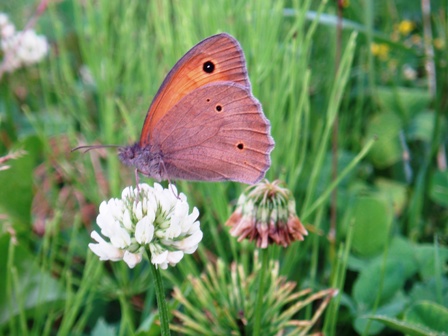Co to za gatunek ? Co to za gatunek ?
