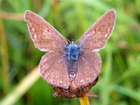 Co to za gatunek ? Co to za gatunek ?